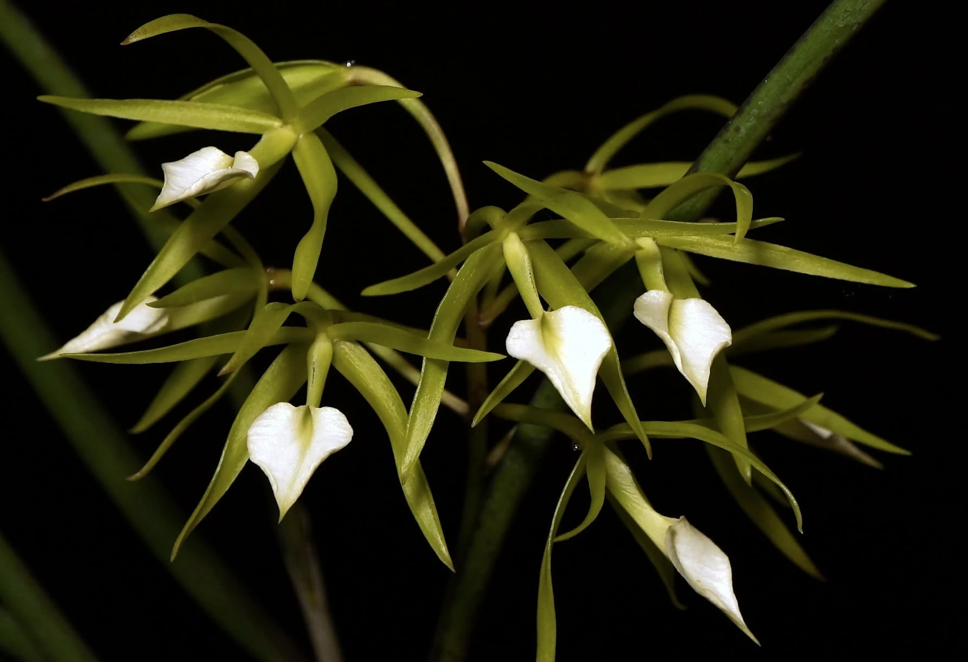 B. subulifolia 