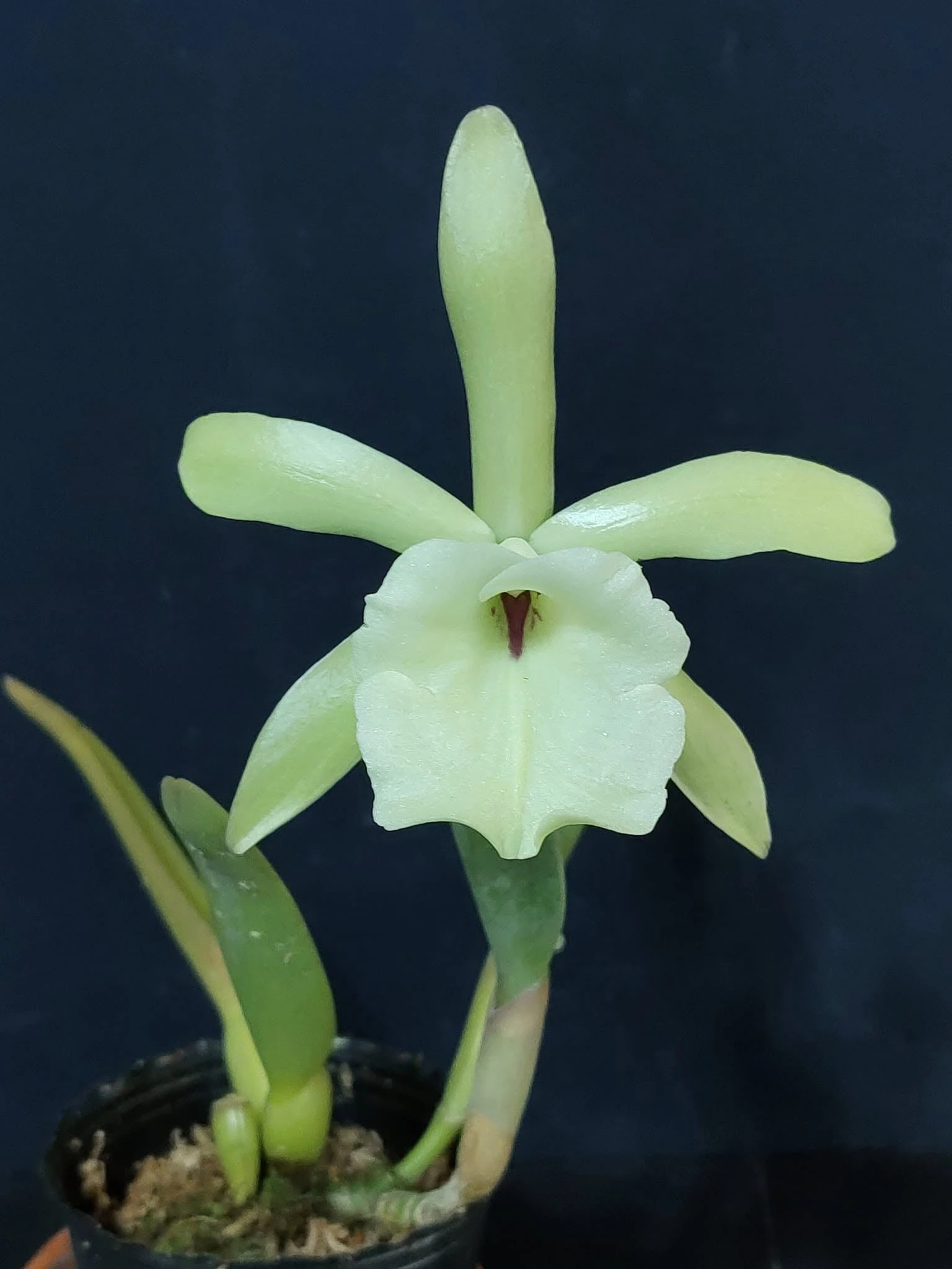 Brassavola glauca - 小豬哥