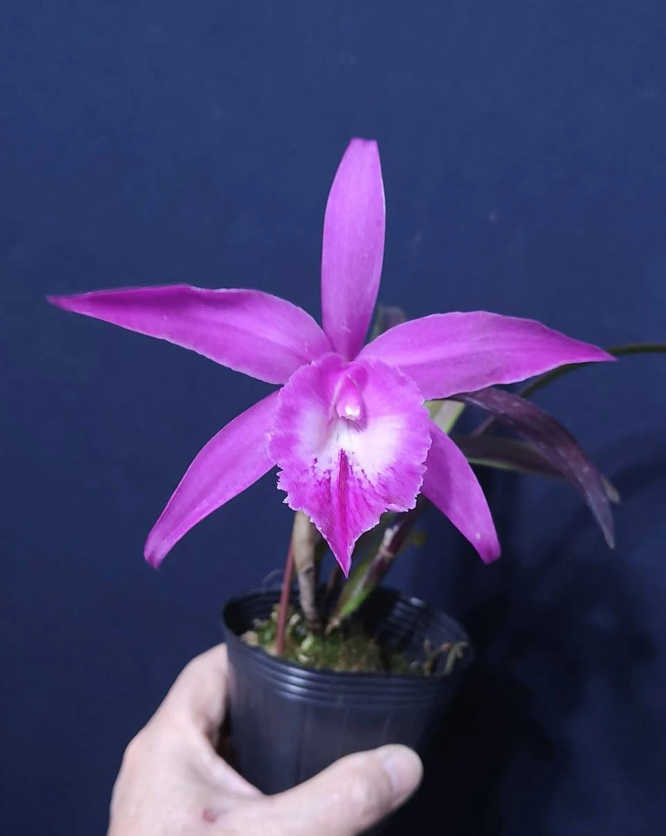 Rby.TLDC Divine Phoenix ‘Pterodactyl’ SM/WOC - 翼龍