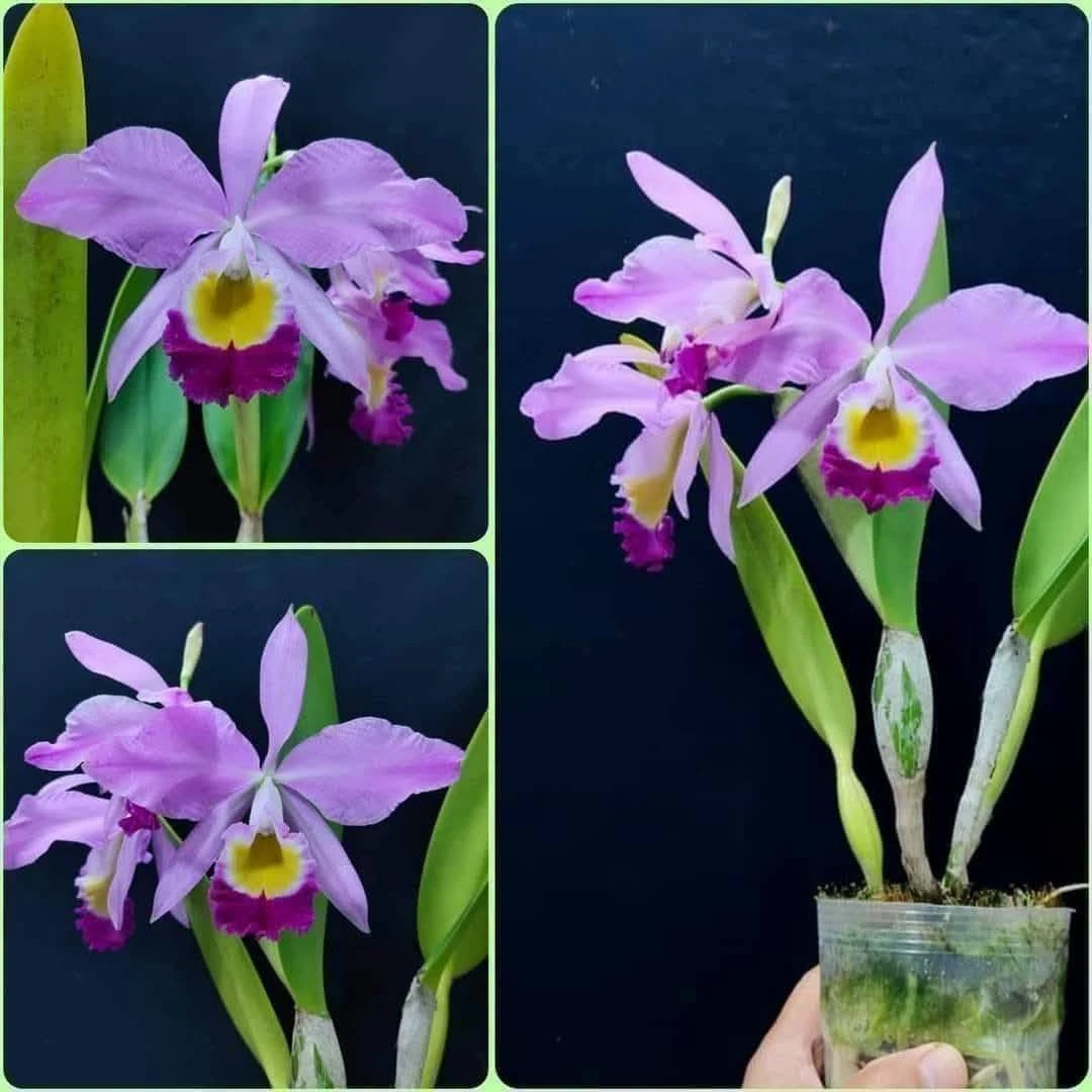 C.eldorado ‘M.Ito’ BM/JOS