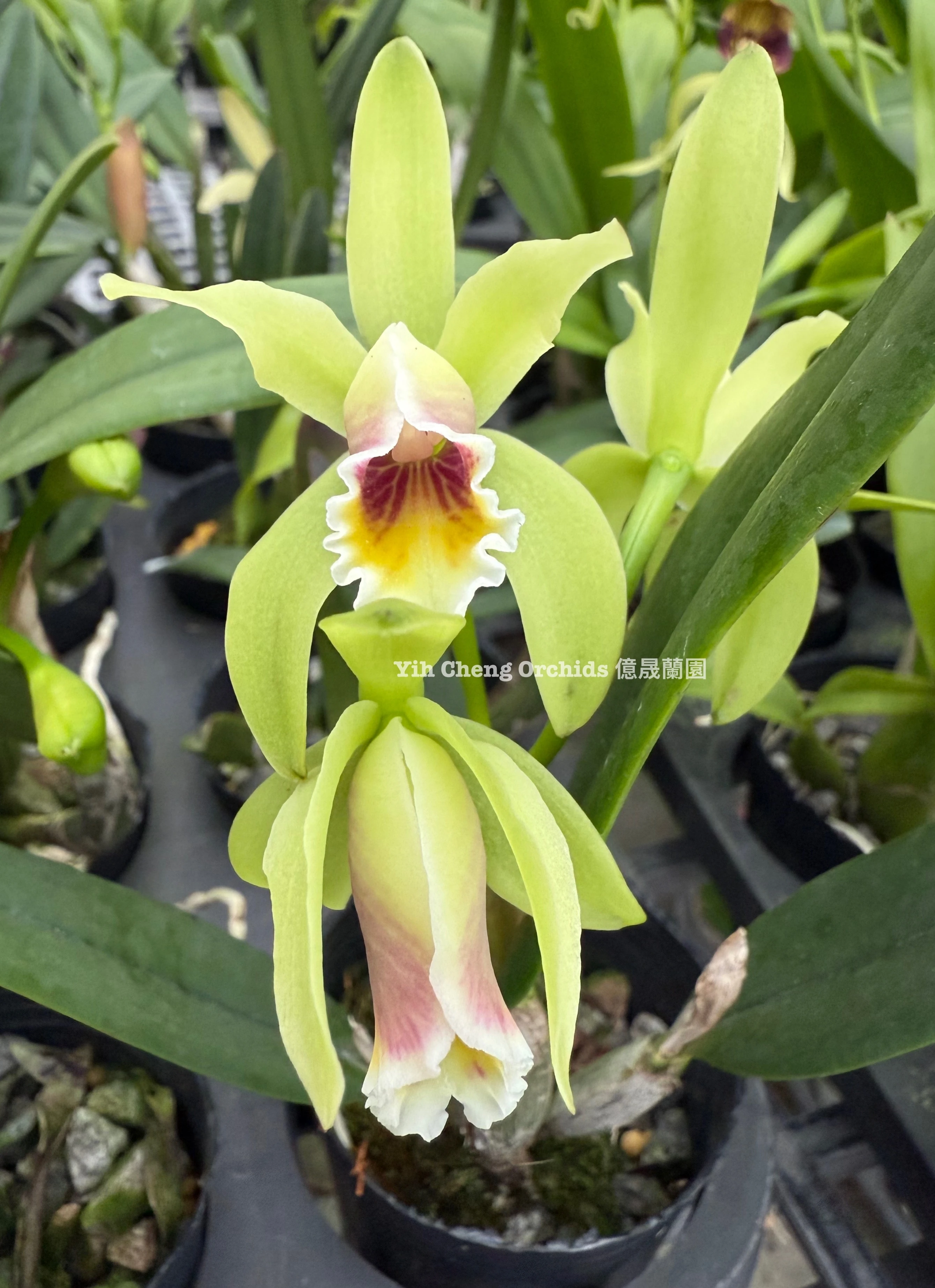 C.luteola x sib