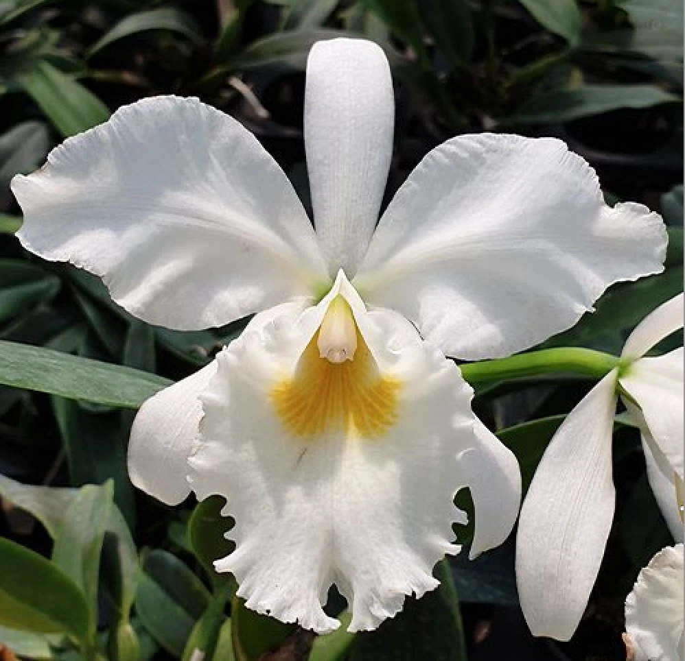 C.labiata var. alba x sib 