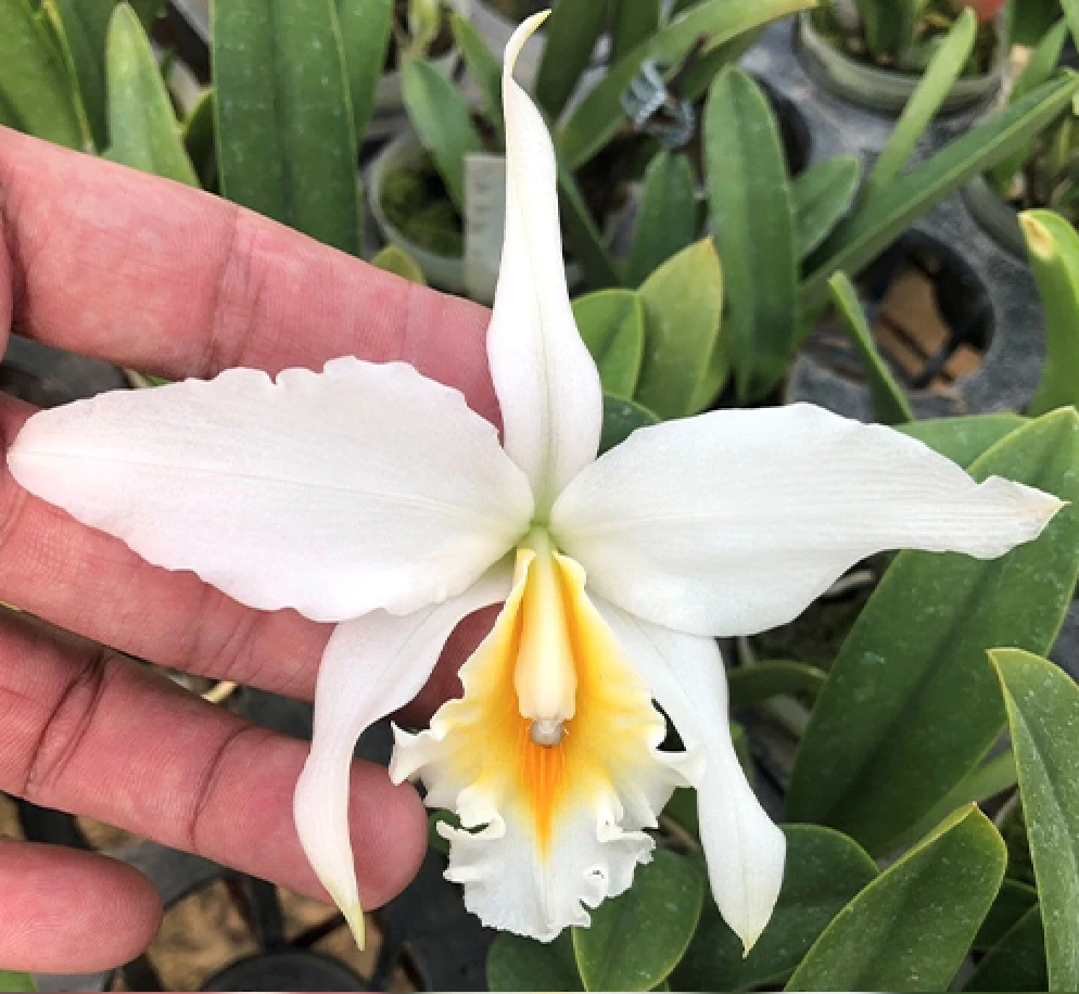 C.jongheana var.alba x sib 