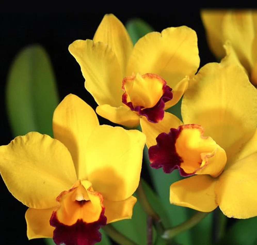 Rlc.Hsinying Sunbeam ‘Juliets’ - 茱麗葉