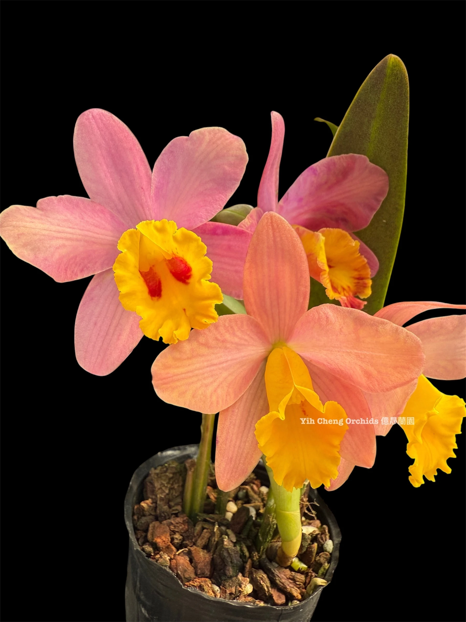 Sc.Crystelle Smith ’N.R’ HCC/AOS - 史密斯