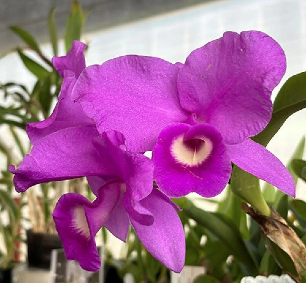 C.skinneri ‘Heiti Jacobs’ 