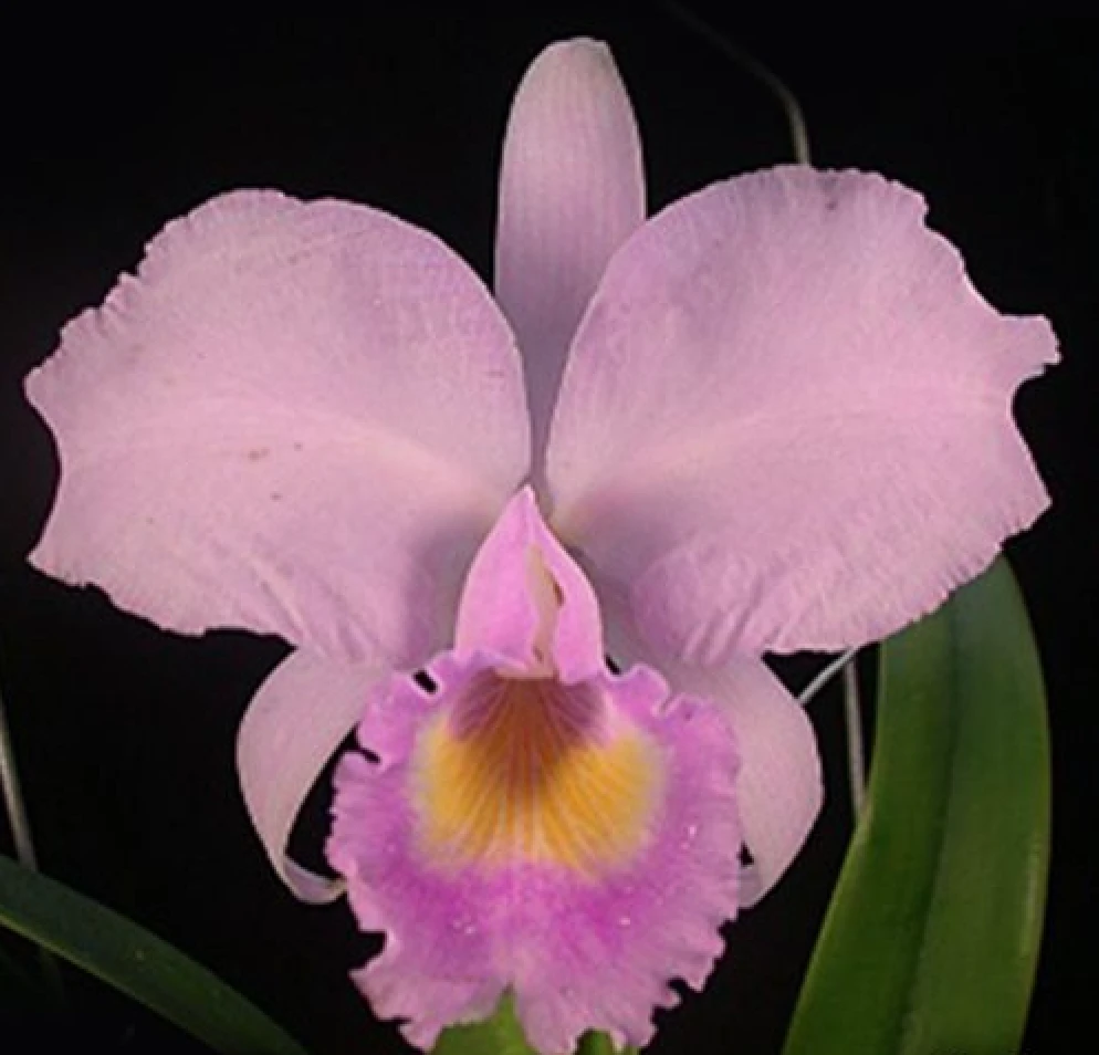 C.trianaei var.concolor x sib  