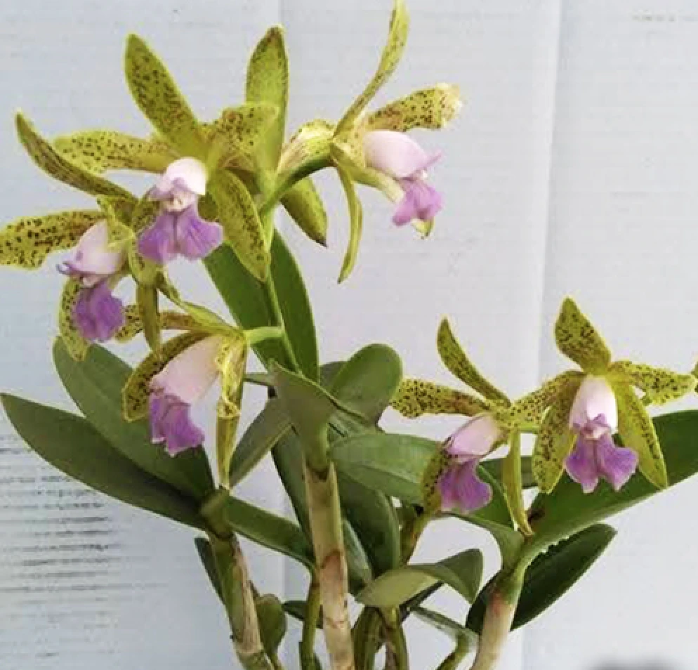 C.guttata var.coerulea x sib 