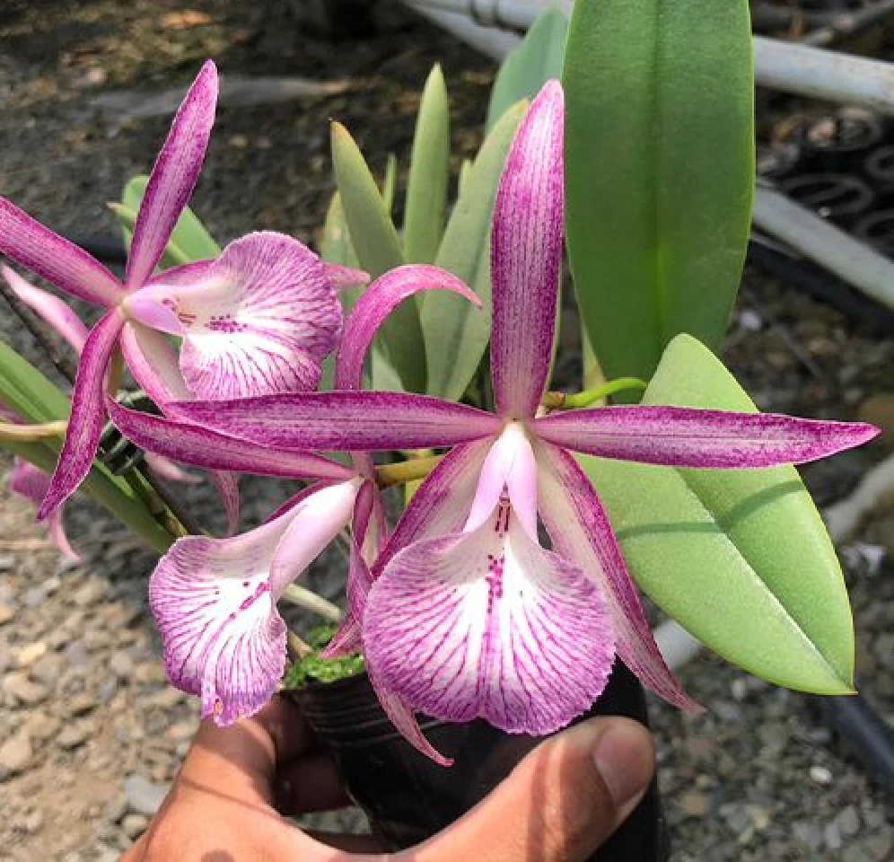 Bc.Tsiku Archange ‘Yuan Dung’