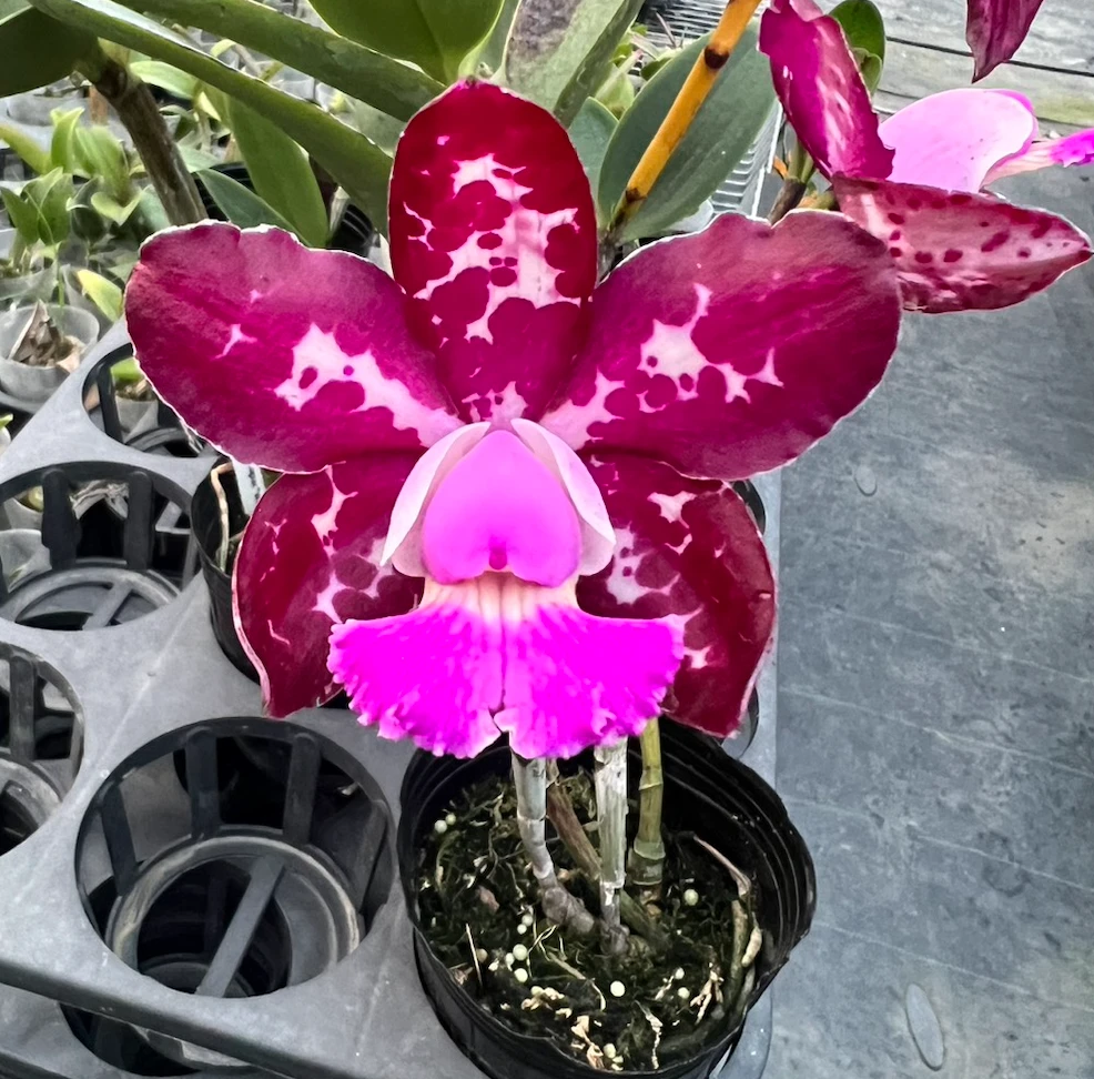 C.Royal Cognac ‘Wilson’- 威爾森豹