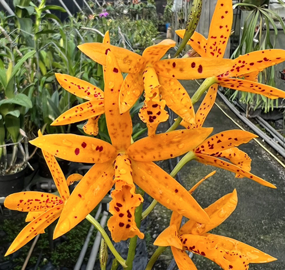 Bct.Sun Mei Gold ‘Elsie May’ HCC/AOS - 尚美黃金
