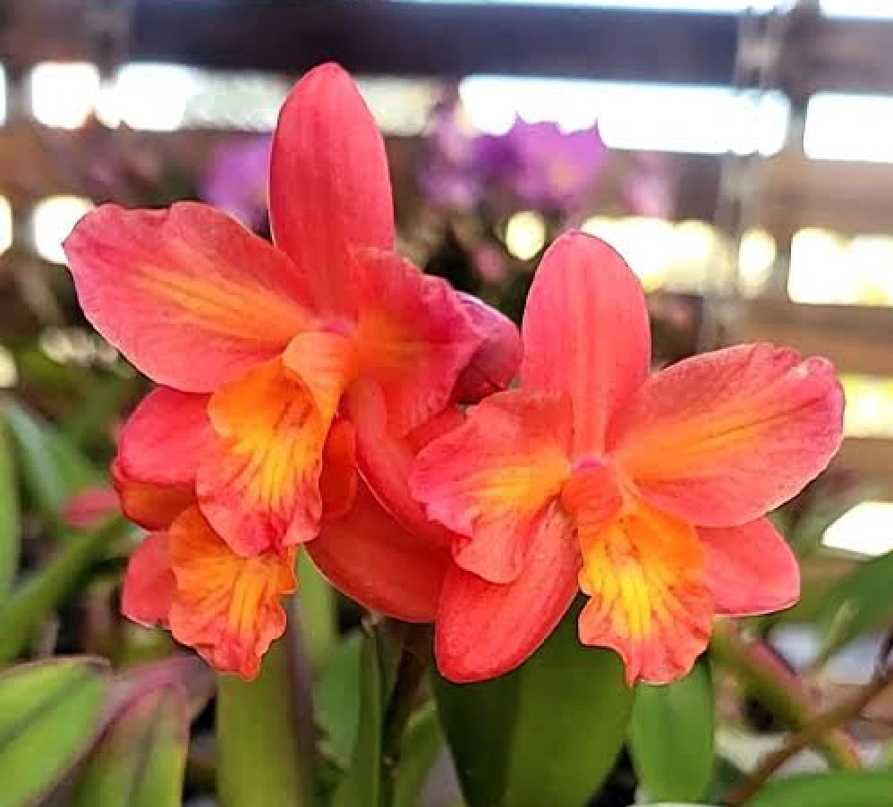C.Tangerine Fire ‘Mini Sun' - 小太陽