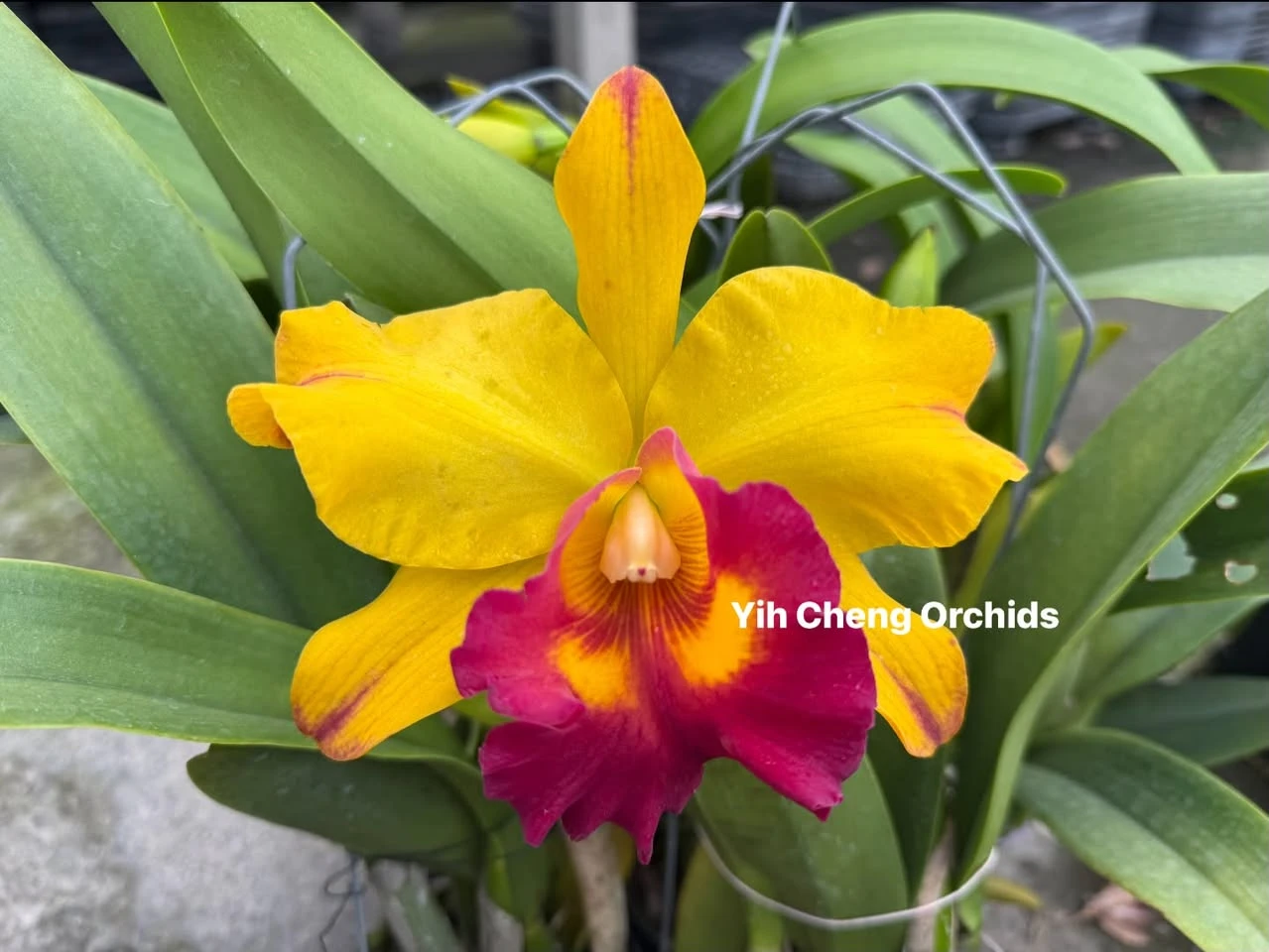 Rlc.Yu-Toung Moon ‘Caimito’ - 黃金果
