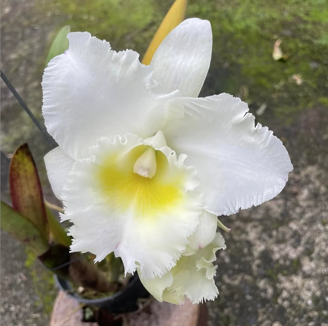 Rlc.Pastoral Innocence FCC/AOS - 田園風光