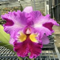 Rlc.Taiwan Yi Mei ‘Crazy Night’ 