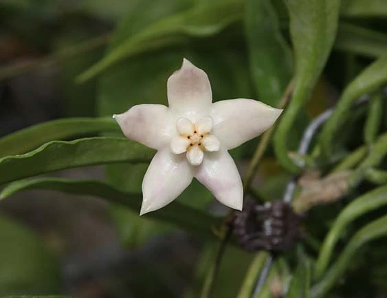 hoya griffithii