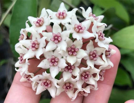 hoya graveolens