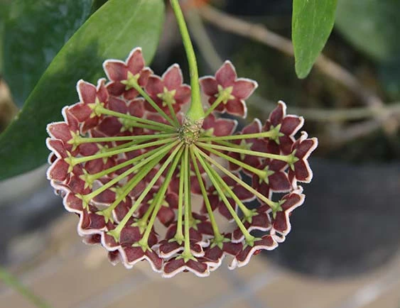 hoya globulifera