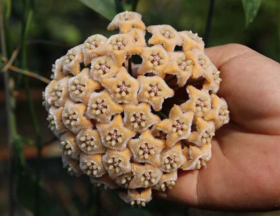 hoya fraterna