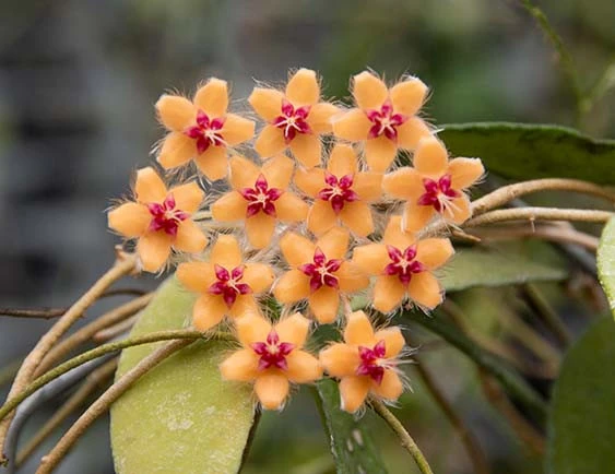 hoya flagellata gold