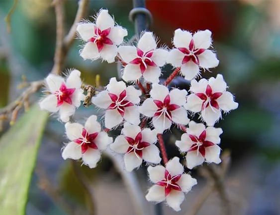 hoya flagellata