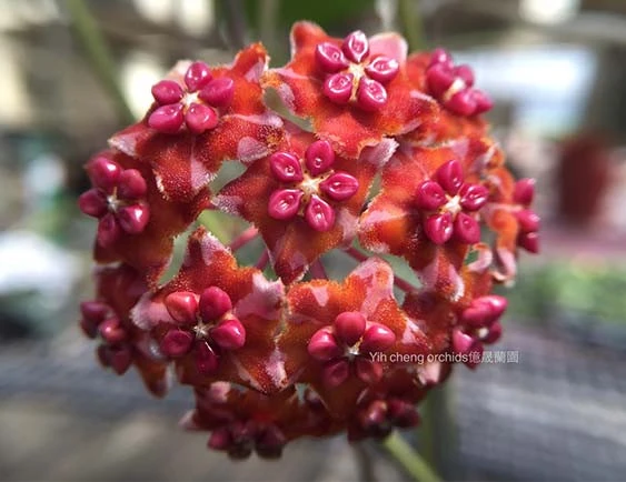 hoya excavata