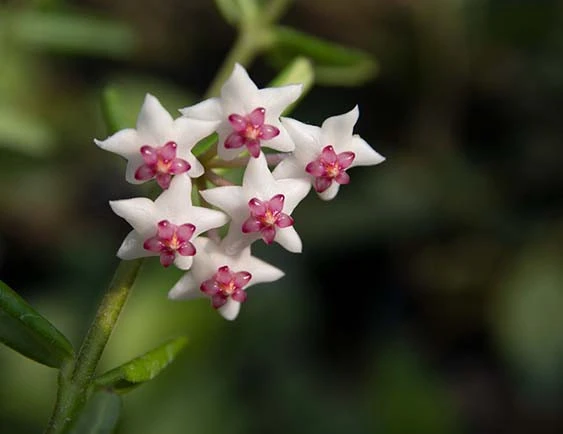 hoya engleriana