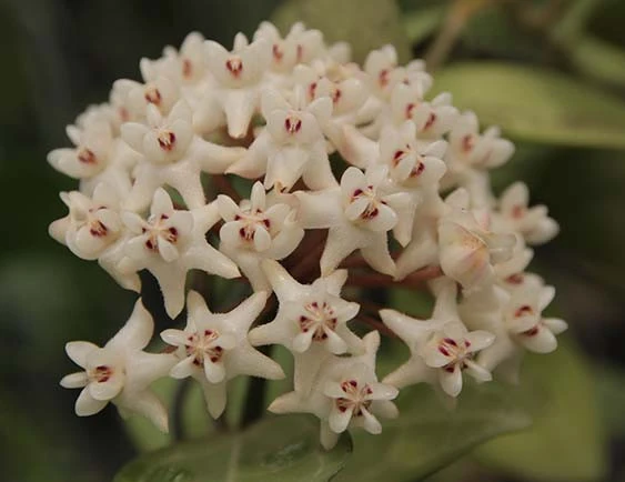 hoya elliptica