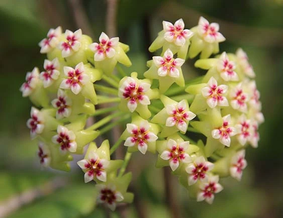 hoya dolichosparte