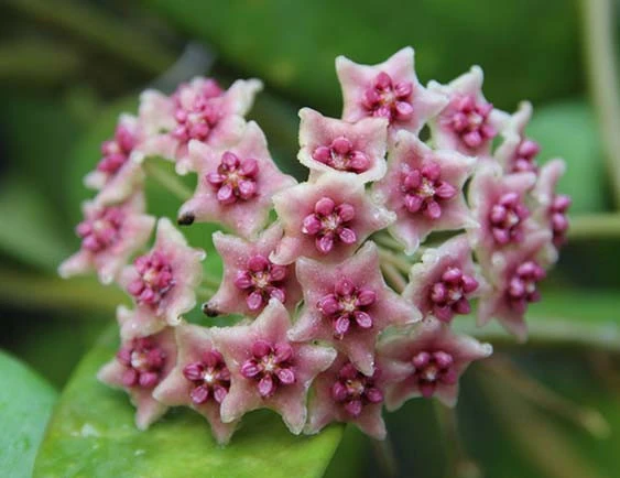hoya diversifolia