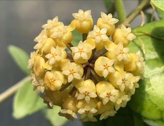 hoya deykei