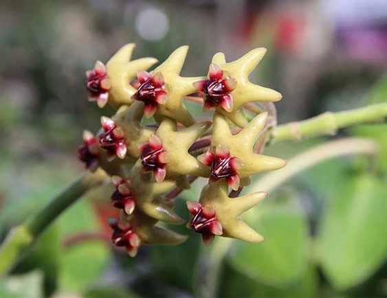 hoya densifolia dark flower