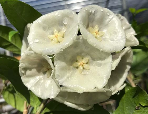 hoya danumensis