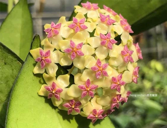 hoya cv patcharawalai no 23