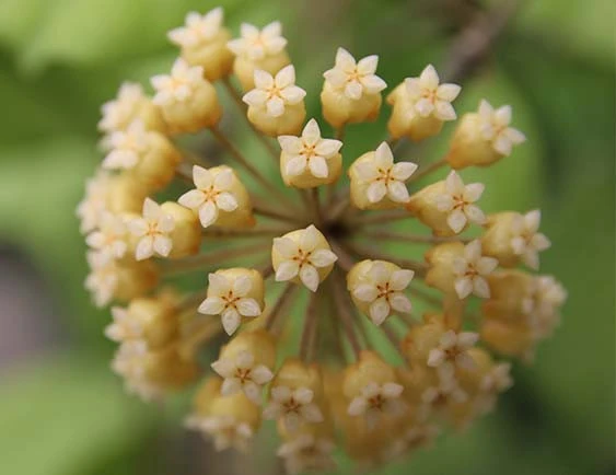 hoya cv.viola