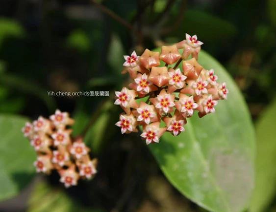 hoya cv.BP01
