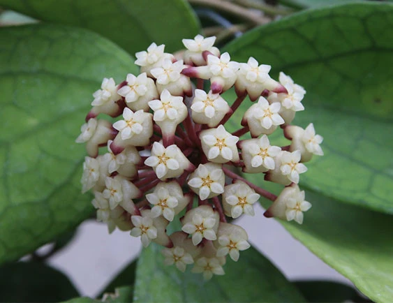hoya cv Jennifer