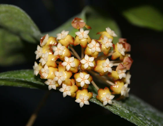 hoya chicken farm