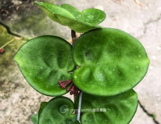 hoya carnosa krinkle 8 seed
