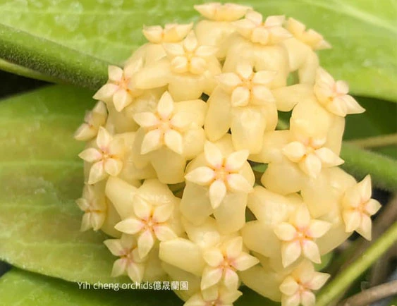 hoya cominsii