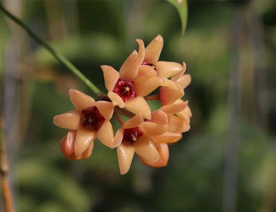 hoya cutis-porcelana YHC-42