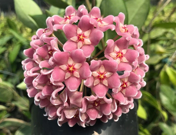 hoya carnosa pink (big flower) YHC-41