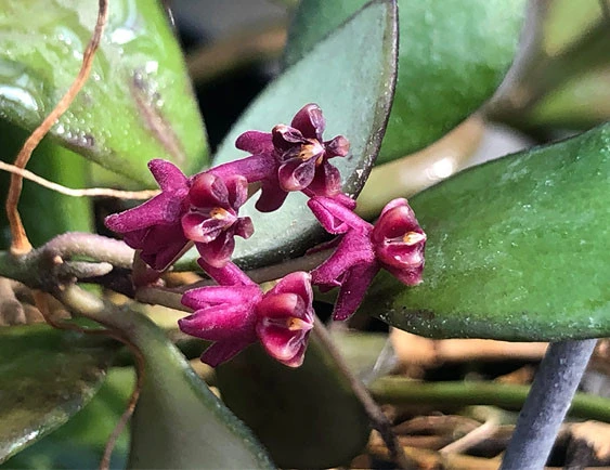 hoya carmelae YHC-38