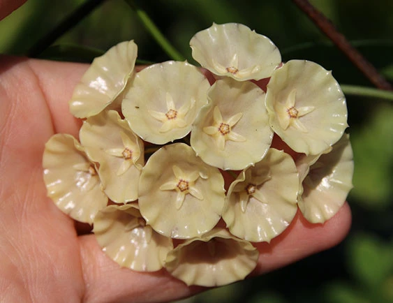 hoya cystiantha YHC-37