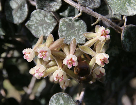hoya curtisii YHC-36