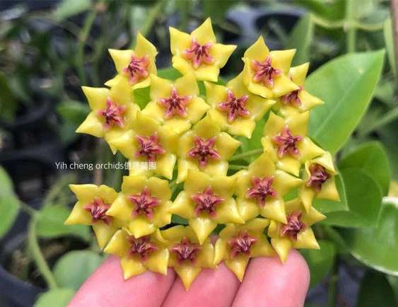 hoya cumingiana YHC-35
