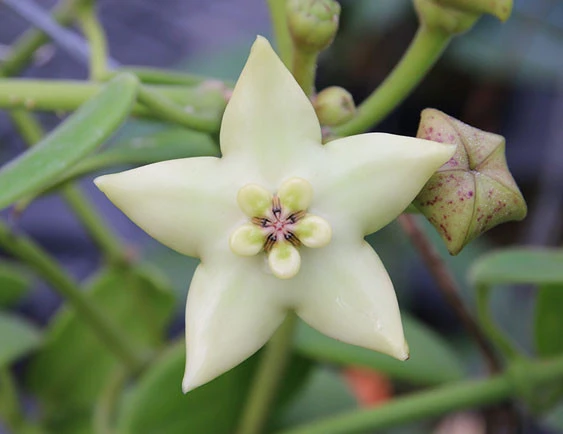 hoya coronaria white YHC-33