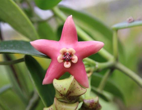hoya coronaria pink YHC-31
