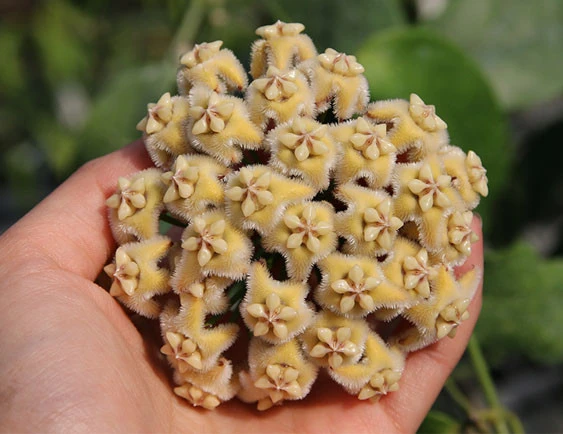 hoya coriacea YHC-30