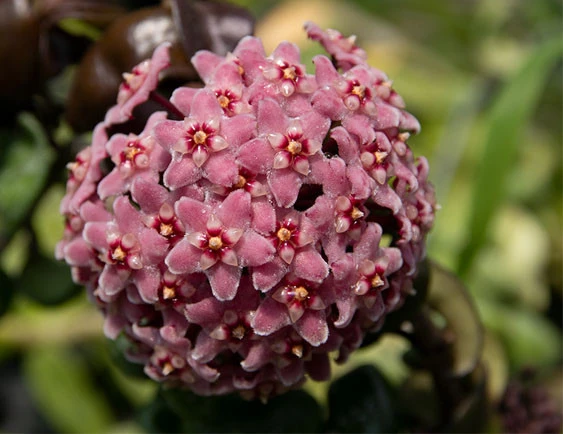 hoya compacta new YHC-29